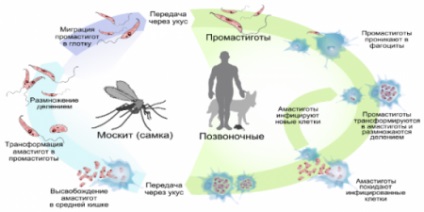 Leishmaniasis emberekben a tünetek, kezelés, fotók