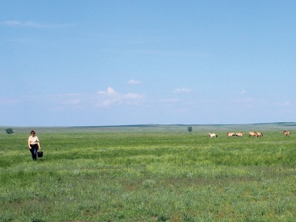 Calul Przewalski se întoarce la stepa, știință și viață