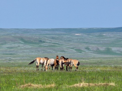 Calul Przewalski se întoarce la stepa, știință și viață