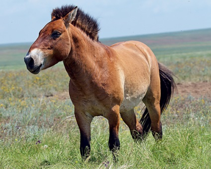 Calul Przewalski se întoarce la stepa, știință și viață