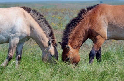 Calul Przewalski se întoarce la stepa, știință și viață