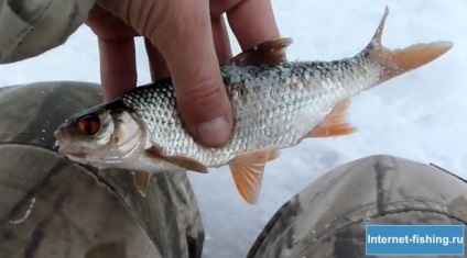 Dace halászat télen