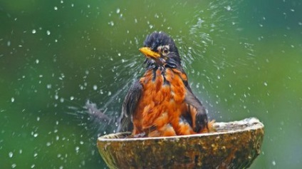 Robin este o pasăre de primăvară