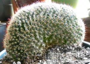 Mammillaria, îngrijire, fotografii, dăunători, flori de vis