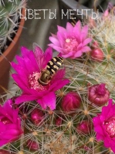 Mammillaria, îngrijire, fotografii, dăunători, flori de vis