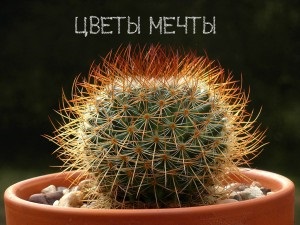 Mammillaria, грижа, снимка, насекоми, цветя мечта