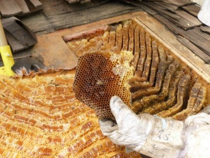 Miere de albine sălbatice - bune, rău și contraindicații