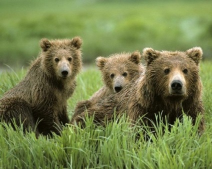 Urșii și tipurile lor