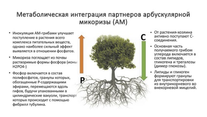 Mycorrhizas - este interesant și promițător