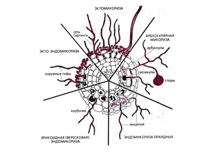 Mycorrhizas - este interesant și promițător