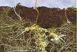 Mycorrhizas - este interesant și promițător