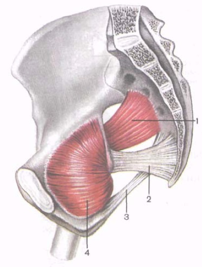 Muschii din centura pelviană (mușchii pelvieni) - pagina 2