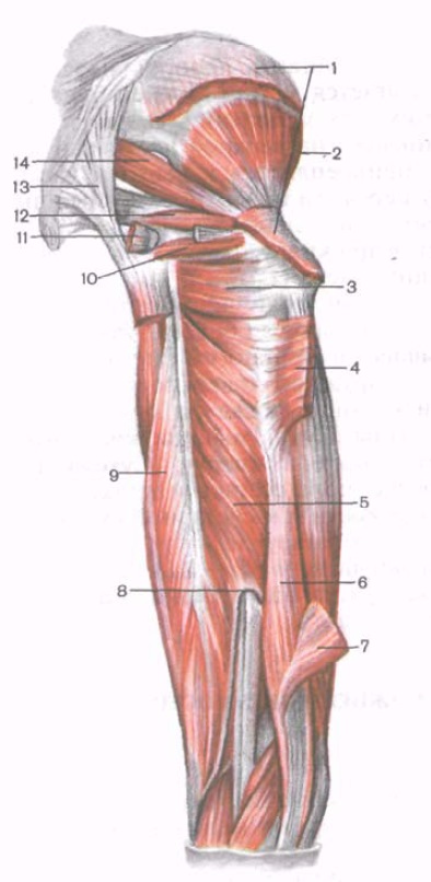 Muschii din centura pelviană (mușchii pelvieni) - pagina 2