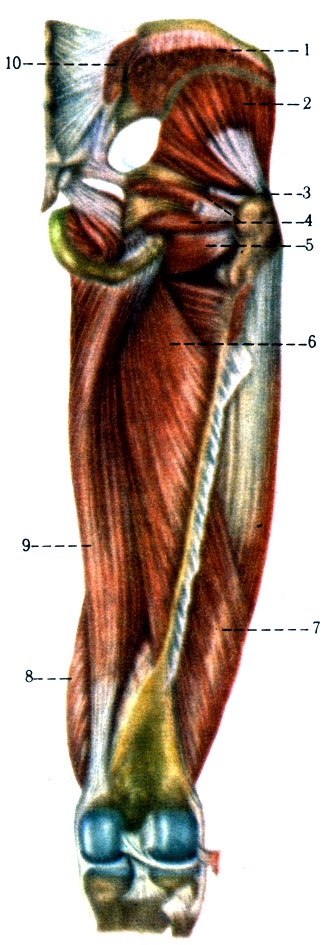 Mușchii pelvisului 1978 margini a