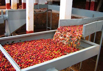 Procesarea umedă a cafelei