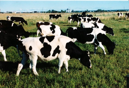 Rase de vaci de lapte - informații satului