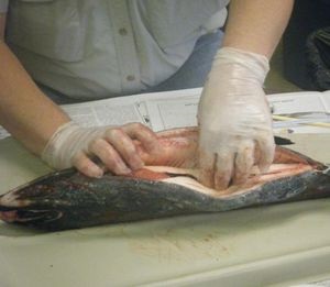 Laptele de pește de somon beneficiază și dăunează gătitului