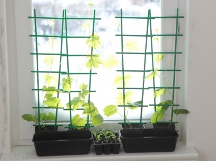 Momordika - crescând din semințe în grădină sau pe balcon