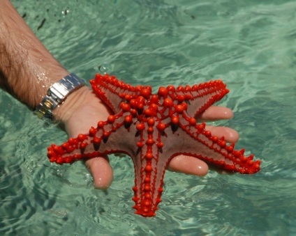 Starfish este interesant!