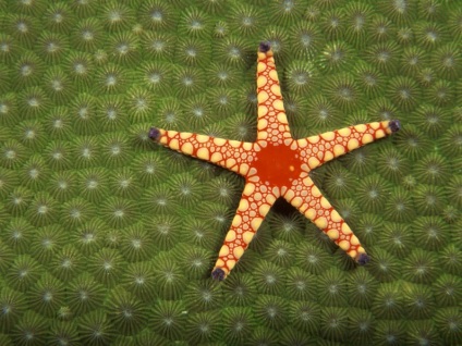Starfish este interesant!