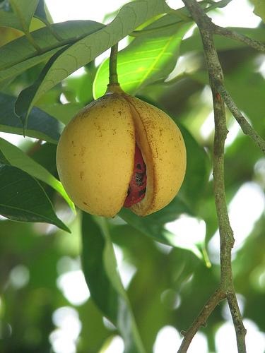 Nucșoară sau myristica (myristica)