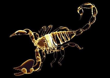 Masculin scorpion caracteristic