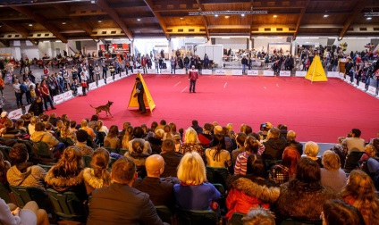 Este necesar să vedem! Expoziție de animale petexpo 2017