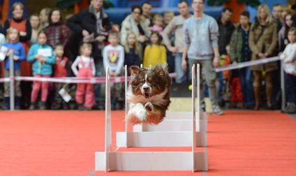 Este necesar să vedem! Expoziție de animale petexpo 2017