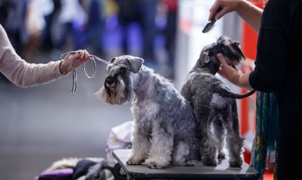 Este necesar să vedem! Expoziție de animale petexpo 2017