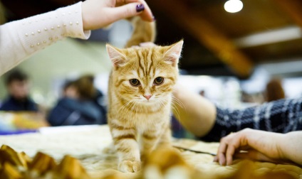 Este necesar să vedem! Expoziție de animale petexpo 2017