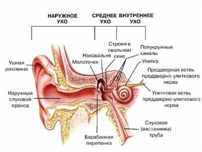 Remedii populare pentru tratamentul bolilor de urechi