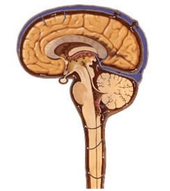 Încălcarea circulației cerebrale