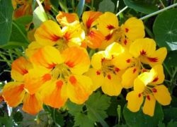 Nasturtium - plantare și îngrijire