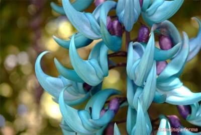 Jade vine - grădină de iarnă - flori - bibliotecă - fermă de familie