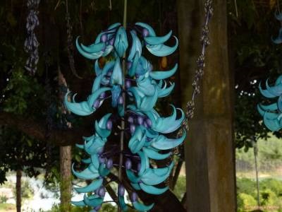 Jade vine - grădină de iarnă - flori - bibliotecă - fermă de familie