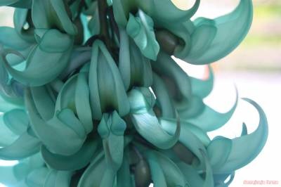 Jade vine - grădină de iarnă - flori - bibliotecă - fermă de familie