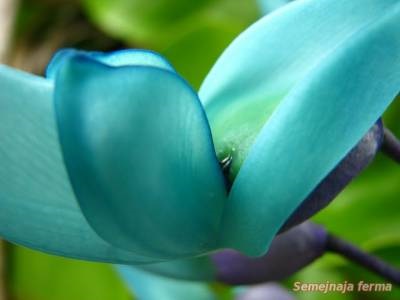 Jade vine - grădină de iarnă - flori - bibliotecă - fermă de familie