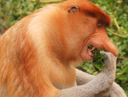 Descriere de maimuță (maimuță), habitat, fotografii și fapte interesante