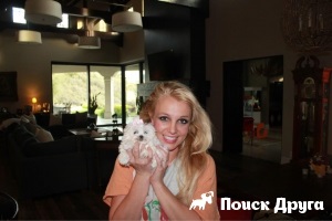 Nou Britney Spears favorit - știri despre câini