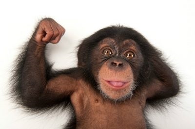 Imagini de maimuta pentru copii, poze