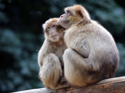 Imagini de maimuta pentru copii, poze