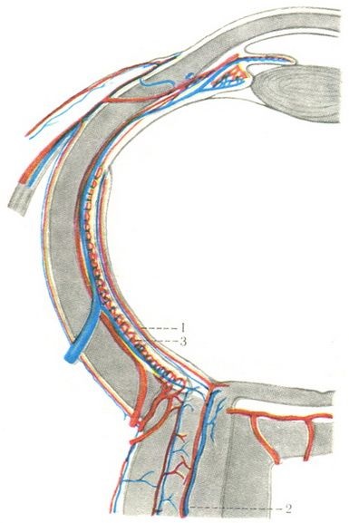 Shells of eyeball, organ de viziune, esteiologie, anatomie umană