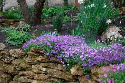 Aubrieta засаждане и грижи, расте от семена, зимуващи