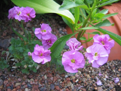 Aubrieta засаждане и грижи, расте от семена, зимуващи