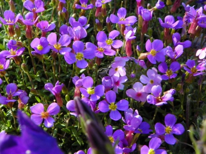 Aubrieta ültetés és gondozás, egyre nagyobb a mag, telelés