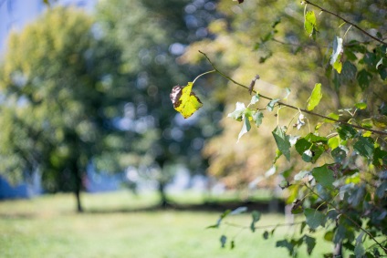 Felülvizsgálata és vizsgálati Carl Zeiss pancolar 50mm f1