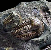 A fosszíliák paleozoikum kor, 225-580.000.000