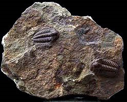 Fosile din epoca paleozoică, 225-580 milioane