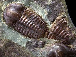 Fosile din epoca paleozoică, 225-580 milioane