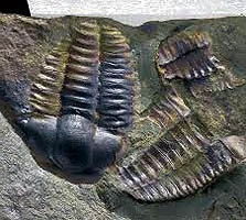 Fosile din epoca paleozoică, 225-580 milioane